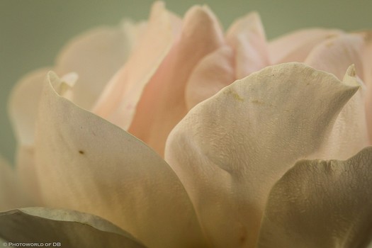 weiße Rose