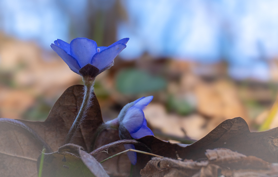Leberblümchen