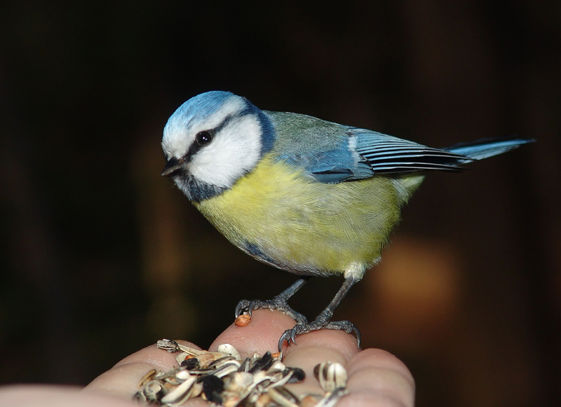 Blaumeise   (Cyanistes caeruleus)