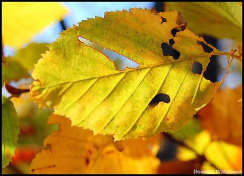Gold II