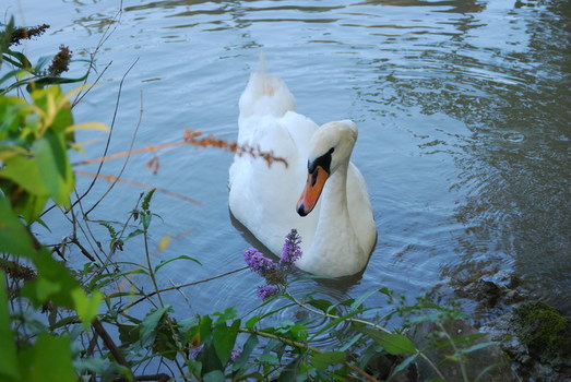 Donauinsel
