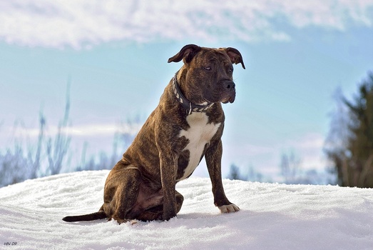 Snowdog
