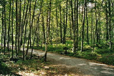 Waldweg