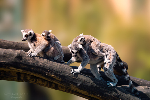Lemuren-family