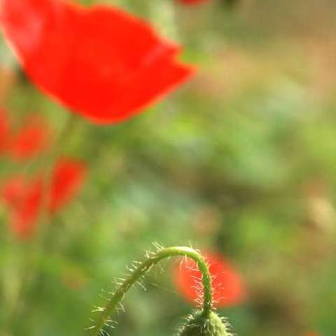 Mohnblumen