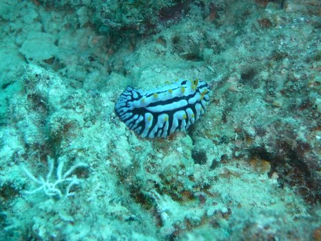 Schnecke 2