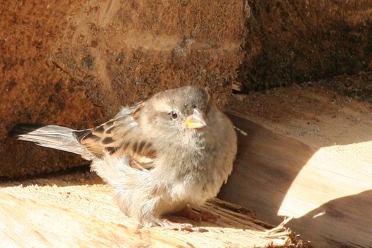 Dresdner Spatz