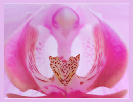 Orchidee_01