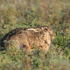 Feldhase (Lepus europaeus)