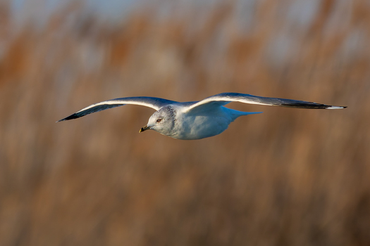 Möwe