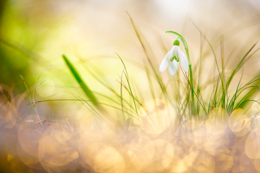Sanftes Licht und zarte Blüte