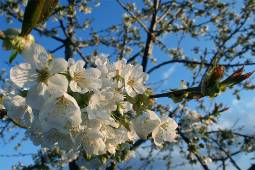 Flowerpower