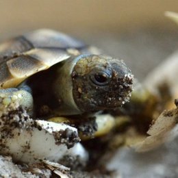 Schlupf einer Schildkröte