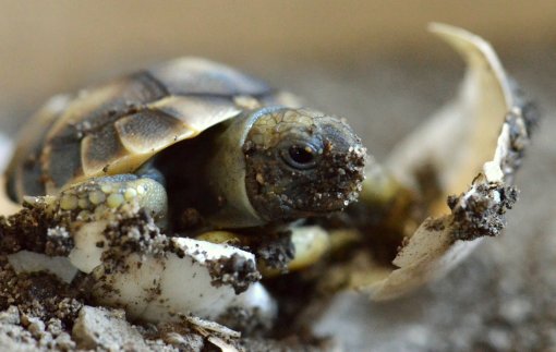 Schlupf einer Schildkröte