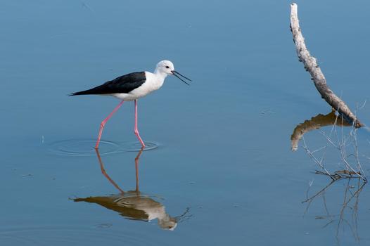 Vogel  in einer Lagune
