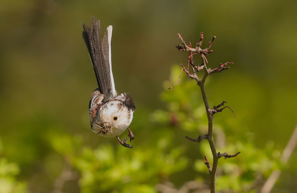 Flugfoto I