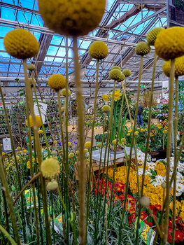 Blumen im Glashaus