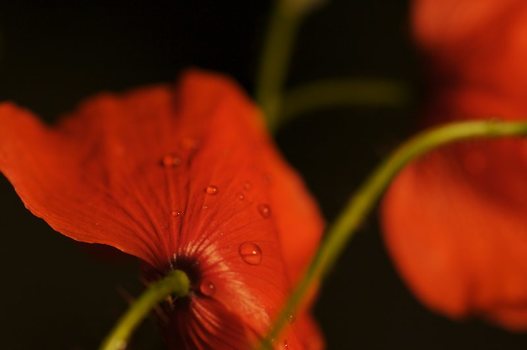 Blume - Farbe - 1