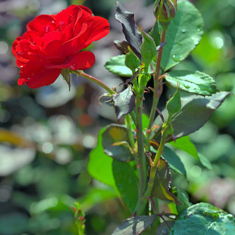 Rose