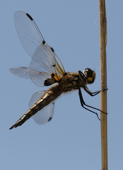 Libelle...