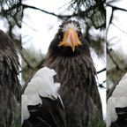 Adler