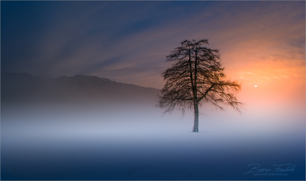 Lärche im Wintergewand