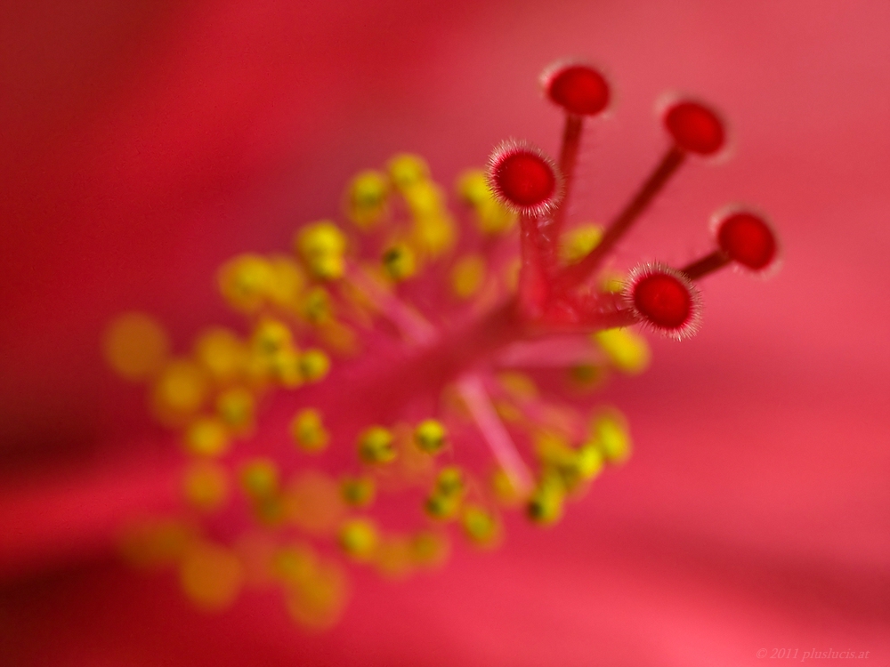 Hibiskus 1