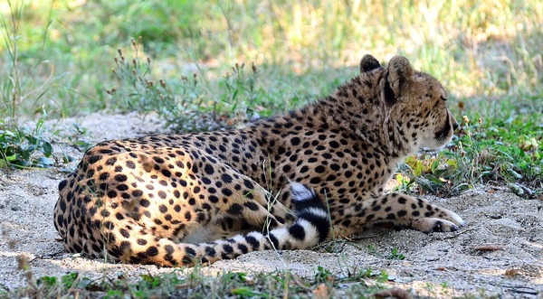 Gepard