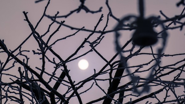 Letzte Sonnenstrahlen im Frost
