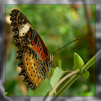 Butterfly die 2.