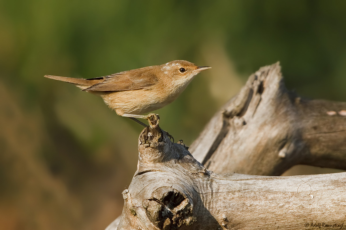 Teichrohrsänger (Acrocephalus scirpaceus)