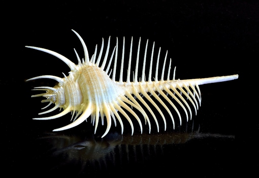 Venuskamm (Murex pecten)