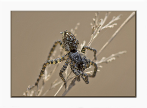 Spinne im Schilf