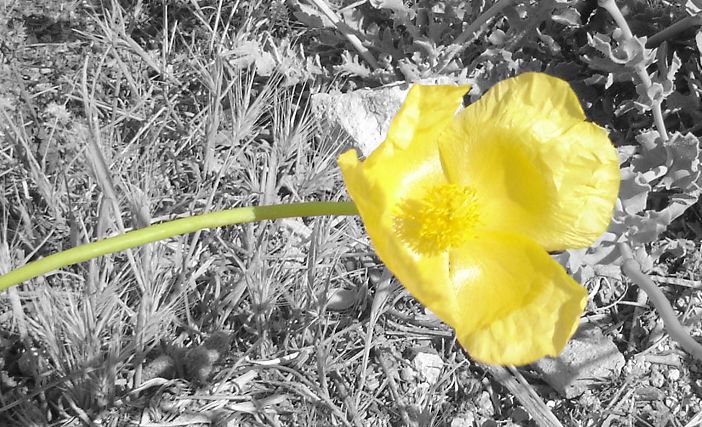 Butterblume