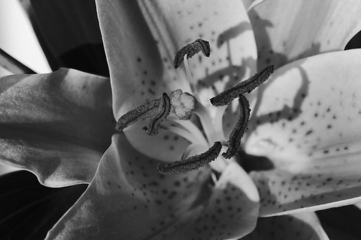 Blume - SW - 4