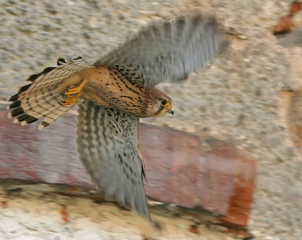 Falke
