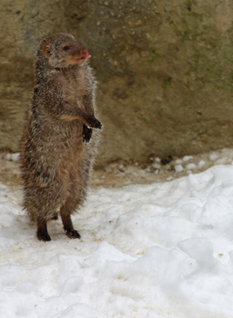 Erdmännchen