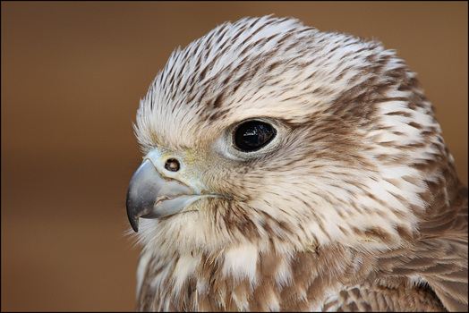 Würgfalke