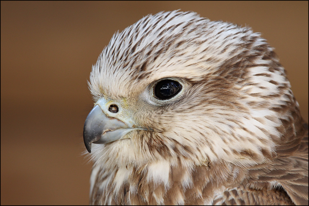 Würgfalke