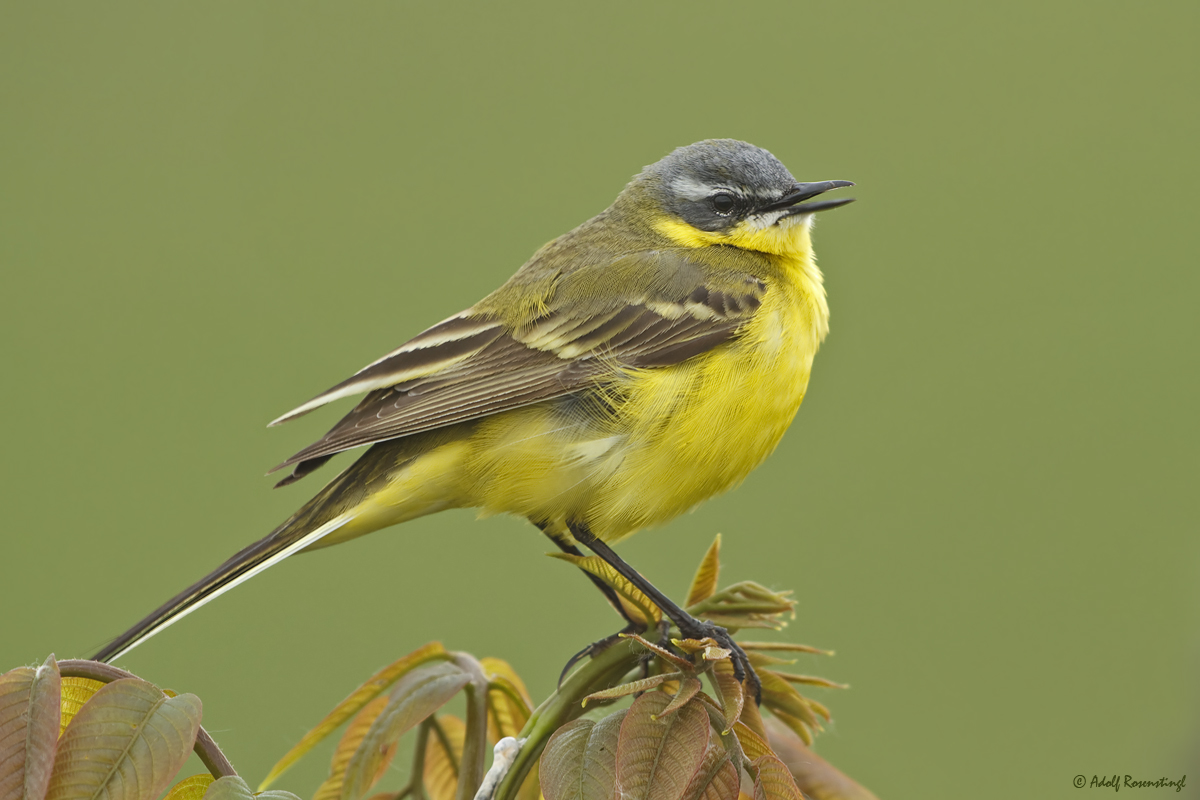 Schafstelze (Motacilla flava)