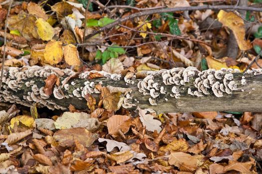 Herbst 1