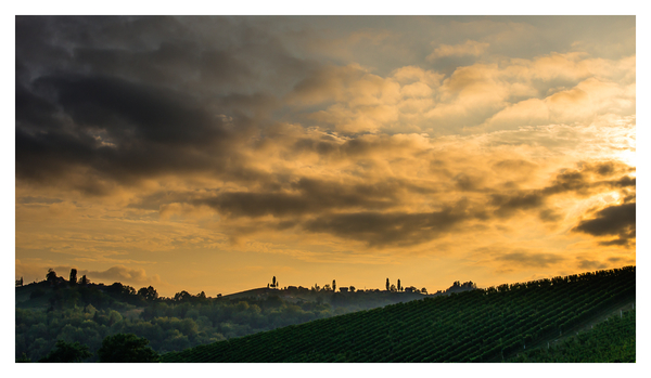 Weinberge