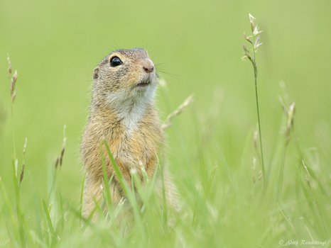 Europäische Ziesel (Spermophilus citellus)