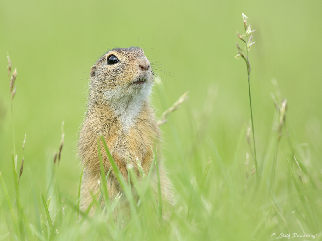 Europäische Ziesel (Spermophilus citellus)