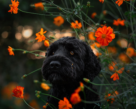 Portugiesischer Wasserhund Neo