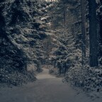 verschneiter Weg im Wald