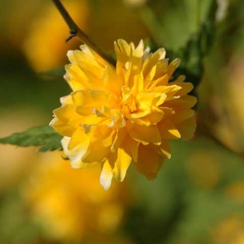 Blume