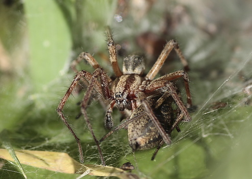 Spinne mit Spinne