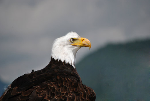 Weißkopf seeadler