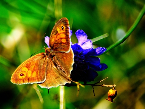 Schmetterling